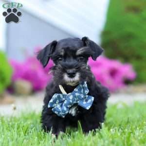 Teddy, Miniature Schnauzer Puppy
